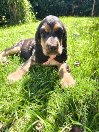 Englische Cockerspaniel
