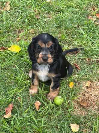 Englische Cockerspaniel