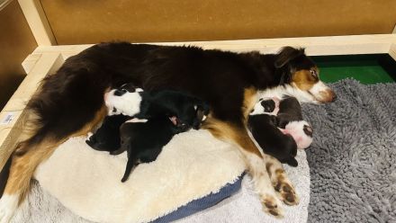 Australian Shepherd