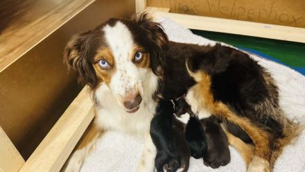 Australian Shepherd