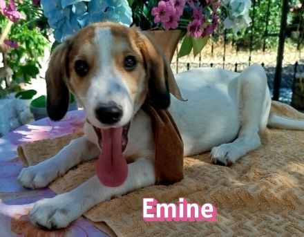 Emine, Ewalt, Ernst, Erwin und Egon, 03/26 - 5 Baby´s suchen ihr Glück