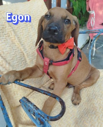 Emine, Ewalt, Ernst, Erwin und Egon, 03/26 - 5 Baby´s suchen ihr Glück