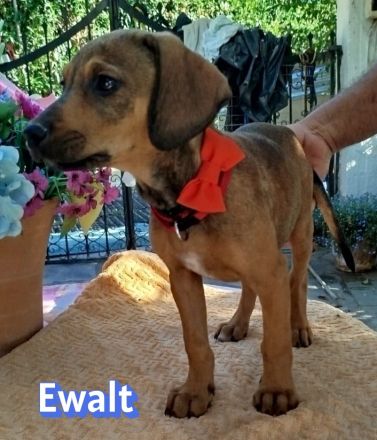 Emine, Ewalt, Ernst, Erwin und Egon, 03/26 - 5 Baby´s suchen ihr Glück
