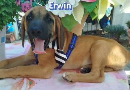 Emine, Ewalt, Ernst, Erwin und Egon, 03/26 - 5 Baby´s suchen ihr Glück