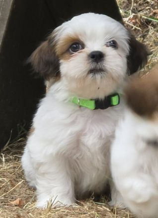 Bezaubernde Shih Tzu Mixies
