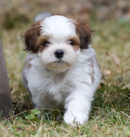 Bezaubernde Shih Tzu Mixies
