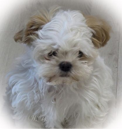 Bezaubernde Shih Tzu Mixies