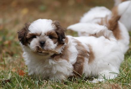 Bezaubernde Shih Tzu Mixies