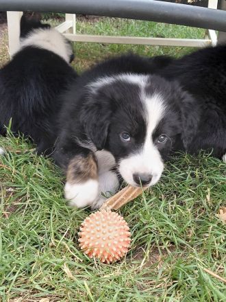 Reinrassige Border Collies Welpen
