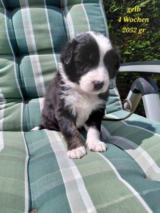 Reinrassige Border Collies Welpen