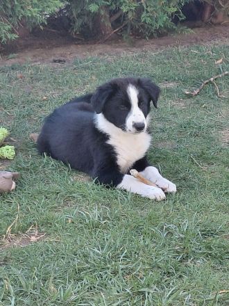 Reinrassige Border Collies Welpen