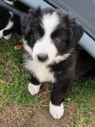 Reinrassige Border Collies Welpen