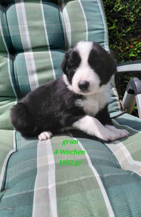 Reinrassige Border Collies Welpen