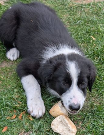 Reinrassige Border Collies Welpen