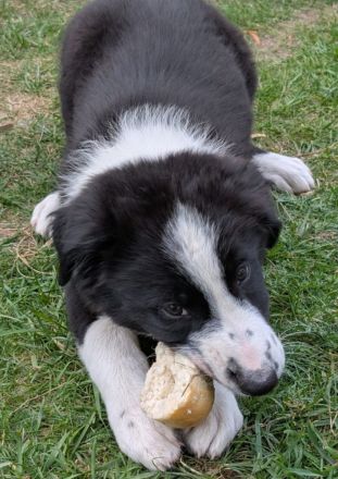 Reinrassige Border Collies Welpen