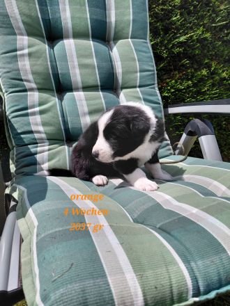 Reinrassige Border Collies Welpen