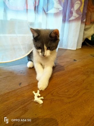 BLH Mischung Kitten russische sibirische Kätzchen