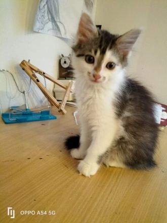BLH Mischung Kitten russische sibirische Kätzchen