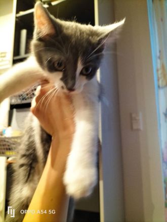BLH Mischung Kitten russische sibirische Kätzchen