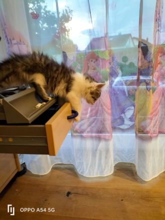 BLH Mischung Kitten russische sibirische Kätzchen
