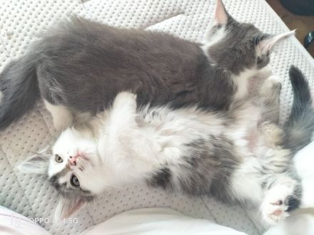 BLH Mischung Kitten russische sibirische Kätzchen