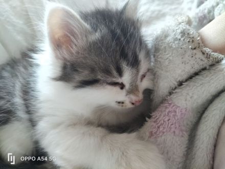 BLH Mischung Kitten russische sibirische Kätzchen