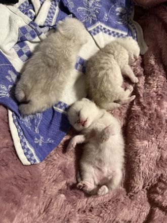 Britisch-Kurzhaar Kitten