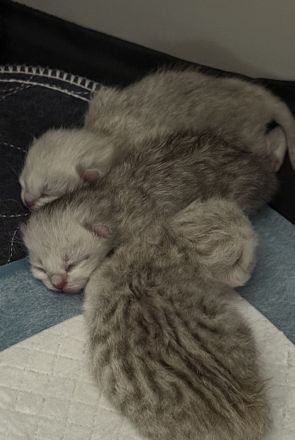 Britisch-Kurzhaar Kitten