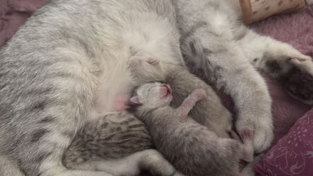 Britisch-Kurzhaar Kitten