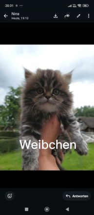 Perserkatze