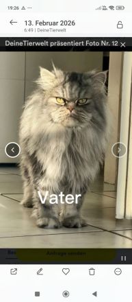 Perserkatze
