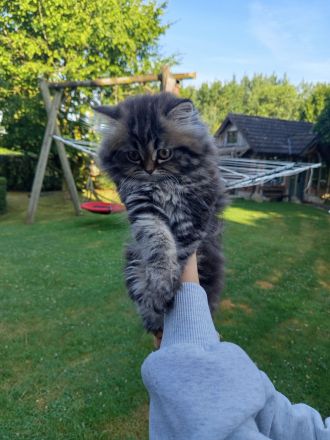 Perserkatze