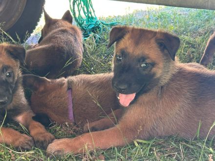 Malinois-Welpen