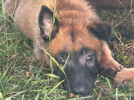 Malinois-Welpen