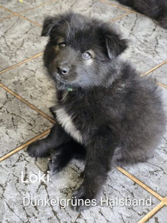 Flauschige Herzenbrecher: Eurasier - Samojede Welpen in liebevolle Hände ab dem 25.07.2026 abzugeben