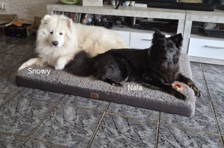Flauschige Herzenbrecher: Eurasier - Samojede Welpen in liebevolle Hände ab dem 25.07.2026 abzugeben