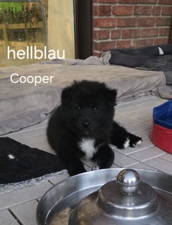 Flauschige Herzenbrecher: Eurasier - Samojede Welpen in liebevolle Hände ab dem 25.07.2026 abzugeben
