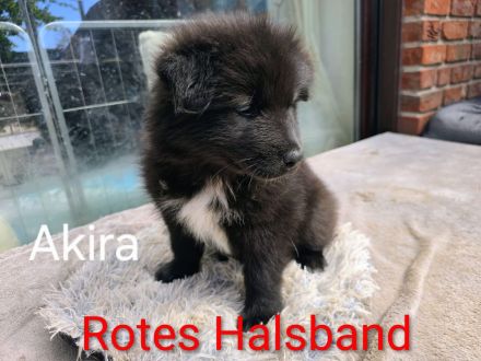 Flauschige Herzenbrecher: Eurasier - Samojede Welpen in liebevolle Hände ab dem 25.07.2026 abzugeben