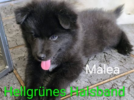 Flauschige Herzenbrecher: Eurasier - Samojede Welpen in liebevolle Hände ab dem 25.07.2026 abzugeben