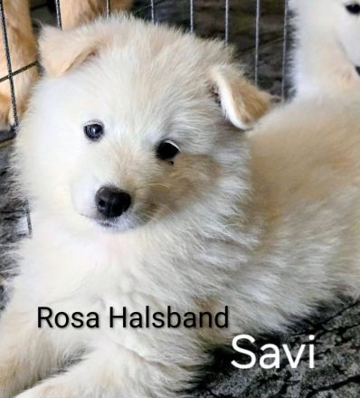 Flauschige Herzenbrecher: Eurasier - Samojede Welpen in liebevolle Hände ab dem 25.07.2026 abzugeben