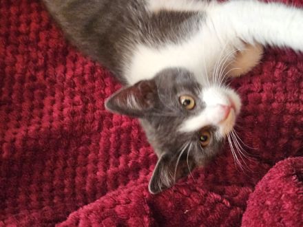 Katzenkitten