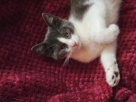 Katzenkitten