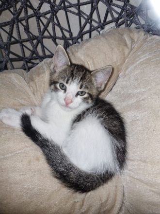 Katzenkitten