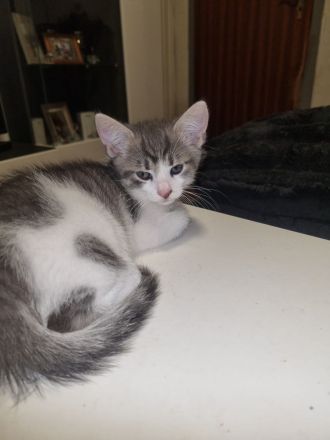 Katzenkitten
