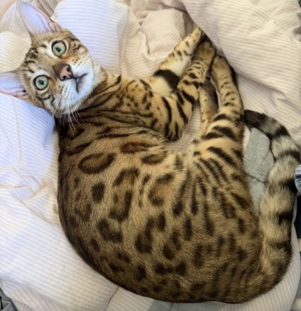 Bengalkatze