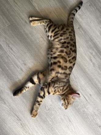 Bengalkatze