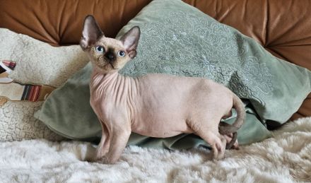 Devon rex Kätzchen mit papieren