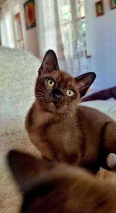 Burma Kitten zu verkaufen