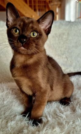 Burma Kitten zu verkaufen