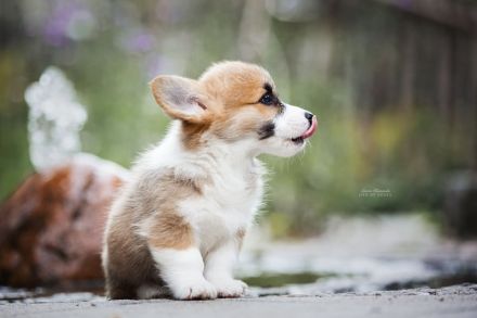 Welsh Corgi Welpen in liebevolle Hände abzugeben